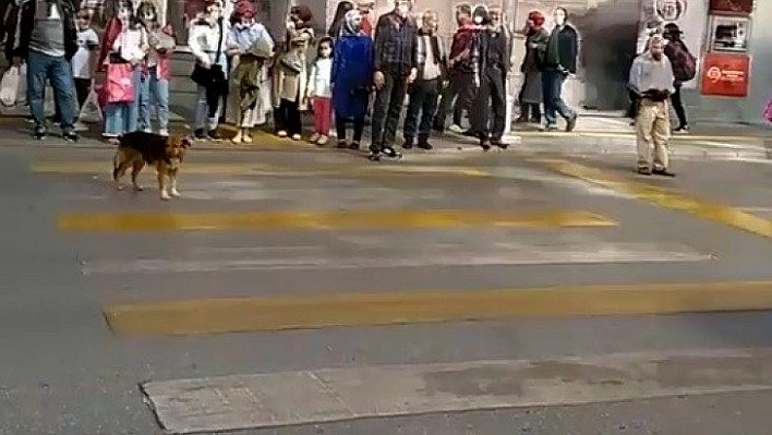 Köpek trafik kurallarına uyuyor