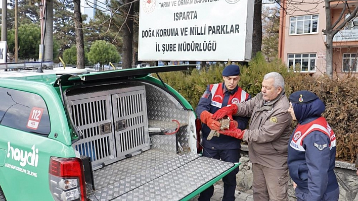 Kızıl şahin, jandarma ekiplerinin çabalarıyla kurtarıldı