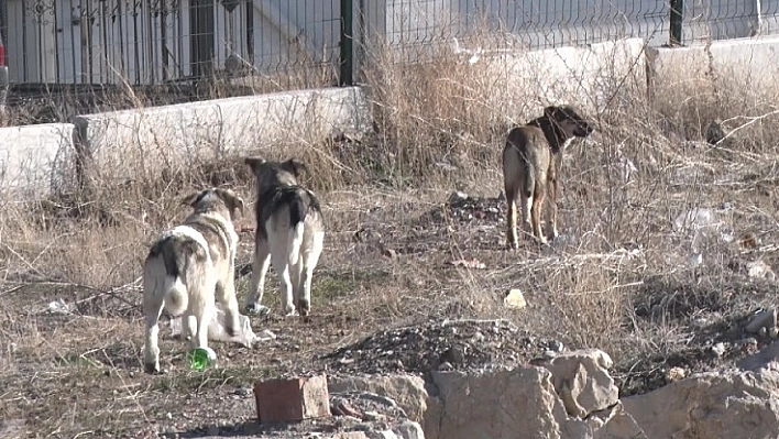 Köpek sürüsünün saldırdığı kadın canını zor kurtardı