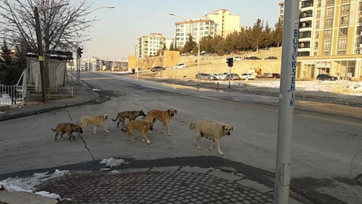 Köpekler saldırdı