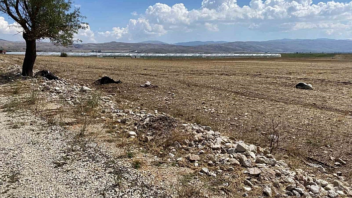 Antalya'da su baskını! Onlarca hayvan telef oldu!