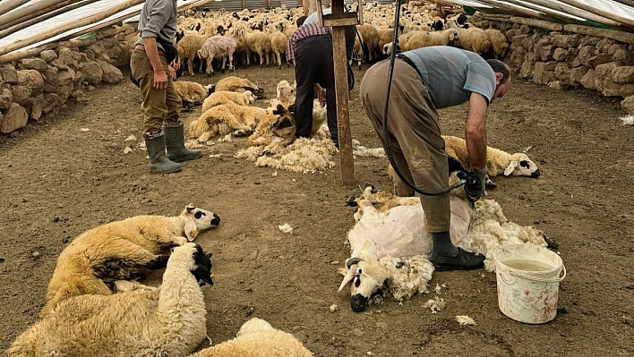 Tunceli'de koyunları bakın ne ile kırpmaya başladılar...!