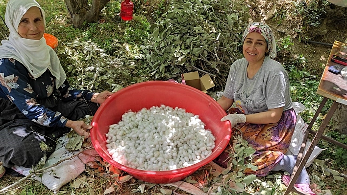 Koza hasadı başladı