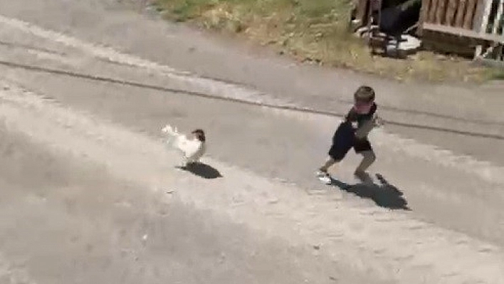 Küçük çocuğun horozla imtihanı