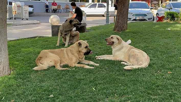 Kuduz vakası görüldü