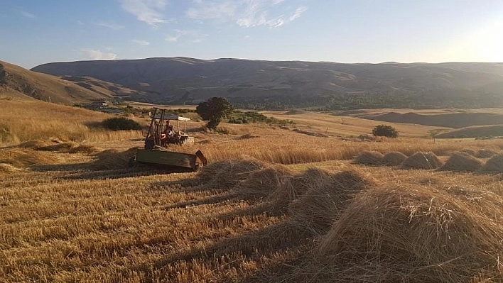 Kuluncak'ta hasat zamanı