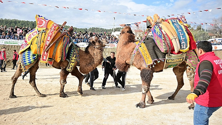 Kumluca'da Geleneksel Deve Gösterisi nefes kesti