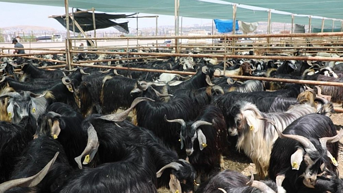 Kurban kesim alanları açıklandı