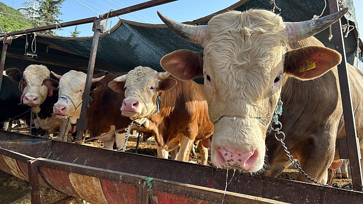 Kurban kesim yerleri açıklandı