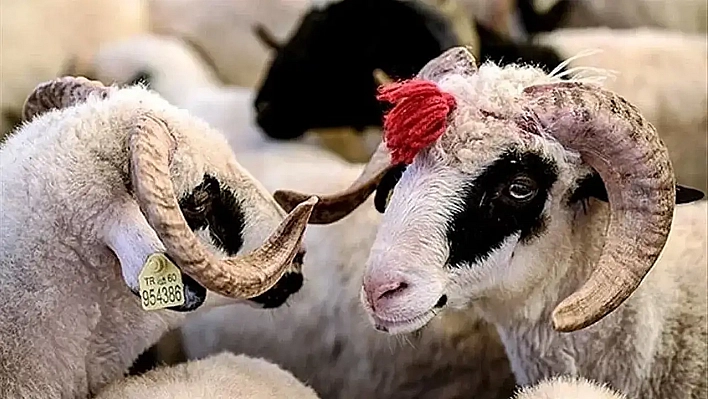 Kurban Kesimi Ehlince ve Hayvana Eziyet Vermeden Yapılmalı!