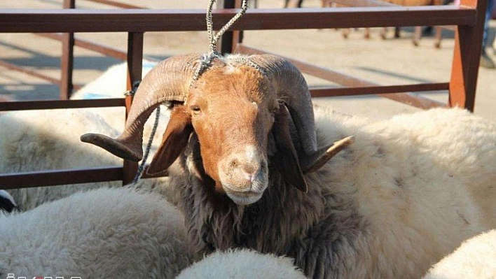 Kurban tedbirleri alındı