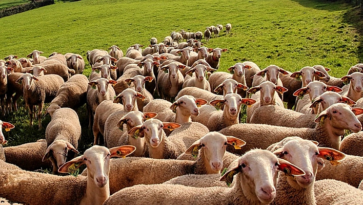 Kurbanlık fiyatları bütçeyi zorluyor..! Emekliye Kurban Hayal