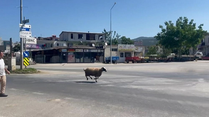 Kurbanlık koç trafiği birbirine kattı