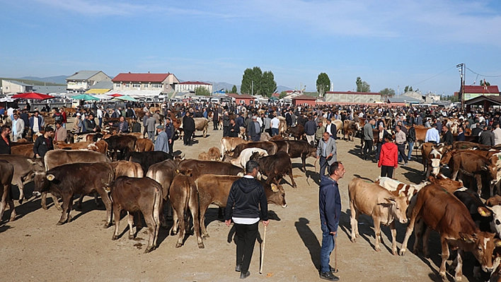 Kurbanlık Seferberliği Başladı: 80 Bini Aşkın Hayvan Yola Çıktı