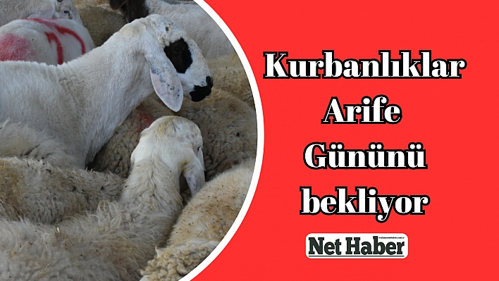 Kurbanlıklar Arife Gününü bekliyor