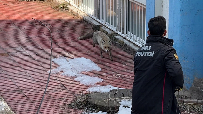 Kurnaz tilki kurtarma ekiplerini yıldırdı