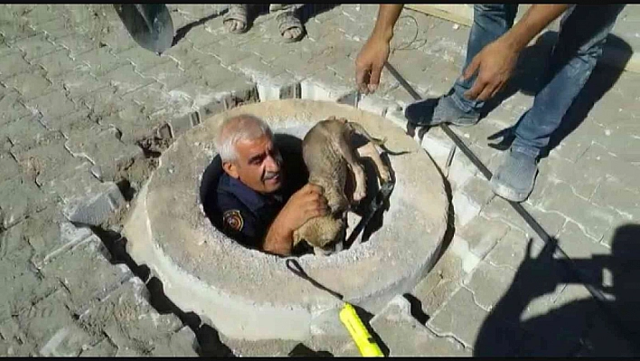 Yavru köpek kurtarıldı