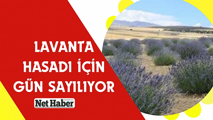 Lavanta hasadı için gün sayılıyor