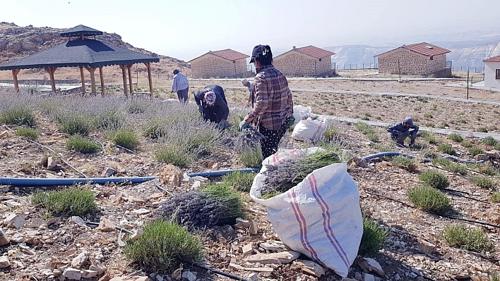 Lavanta hasadı yapıldı