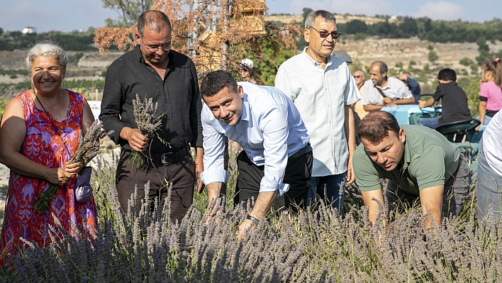 Lavanta Hasat Şenliği