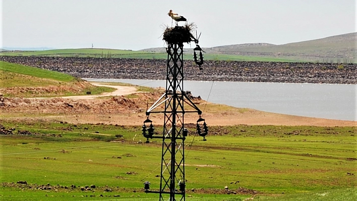 Leylekler için Dicle Vadisi'nde yuva