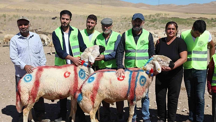 'Koç katım şenliği' düzenlendi