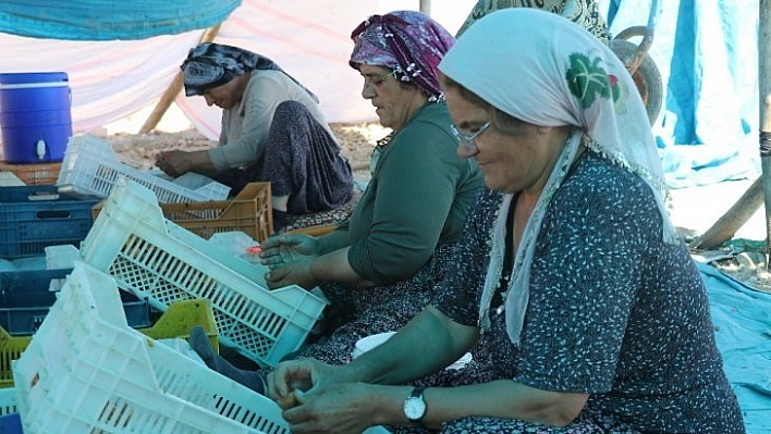 Malatya'da 'patik' mesaisi