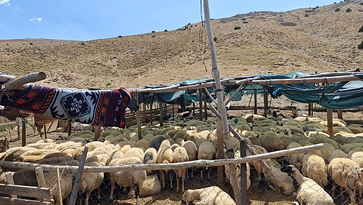 Malatya'da 100 Bin Liraya Çoban Bulanamıyor: Kaçak İşçi Düzeni 'Çavuş'ların Elinde