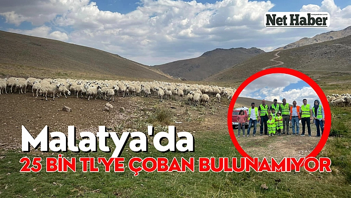 Malatya'da 25 bin TL'ye çoban bulunamıyor