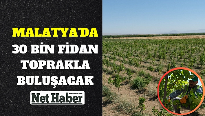 Malatya'da 30 bin fidan toprakla buluşacak