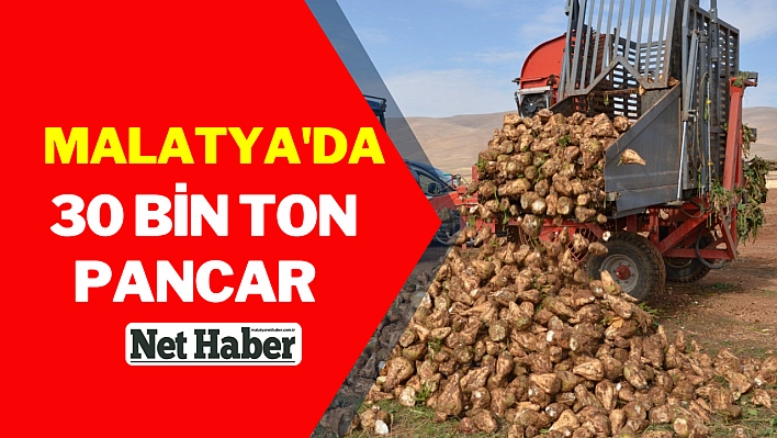 Malatya'da 30 bin ton pancar