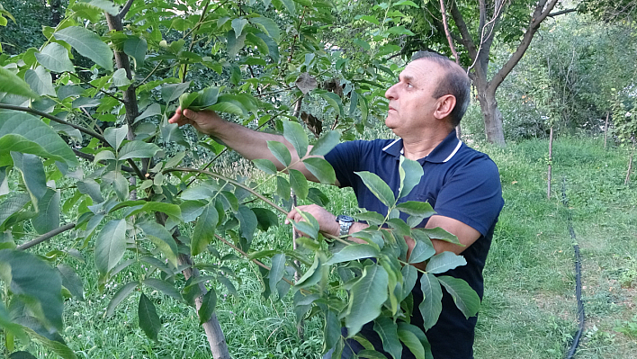 Malatya'da 6 yıl önce deneme amaçlı dikildi: Şimdi kilosu 150-200 TL'den satılıyor