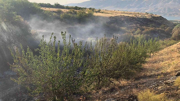 Anız yangınında ağaçlar zarar gördü