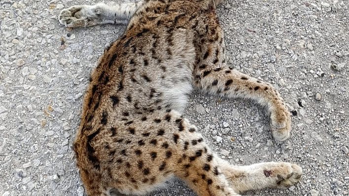 Malatya'da aracın çarptığı vaşak öldü