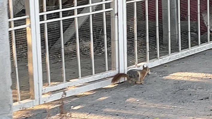 Malatya'da Yiyecek Arayan Sincap Cep Telefonu Kameralarına Takıldı!...