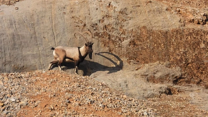 Koruma altına alınmıştı, Malatya'da görüldüler