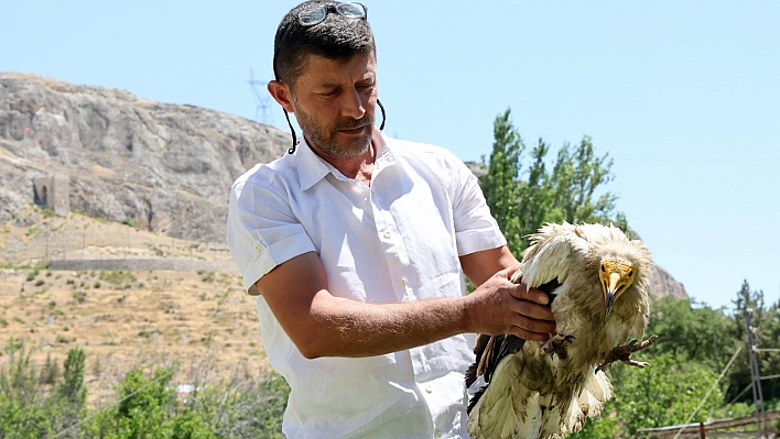Malatya'da duyarlı vatandaş nesli tehlikedeki akbabayı kurtardı