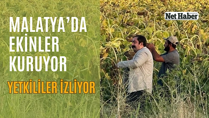 Malatya'da ekinler kuruyor