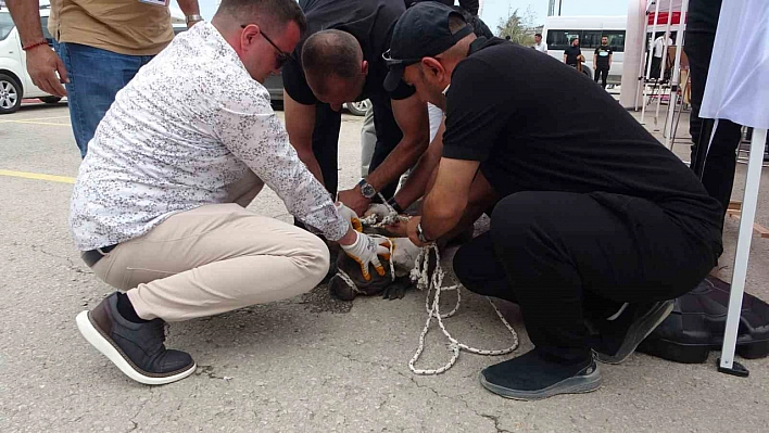 Malatya'da pitbull dehşeti: Bir kadın yaralandı