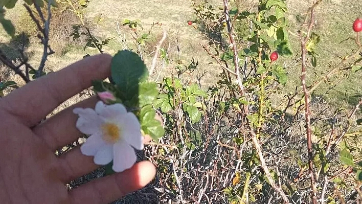 Malatya'da güneş yüzünü gizliyor: Etkisini gösterecek...