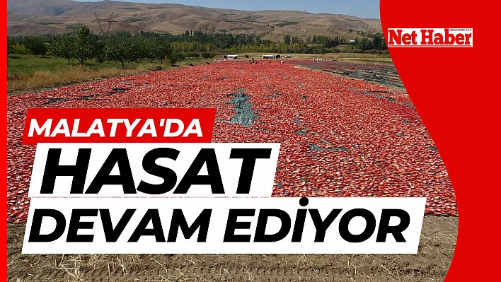 Malatya'da hasat devam ediyor