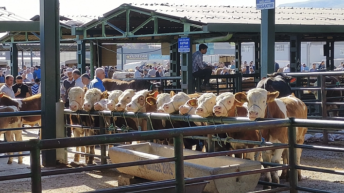 Malatya'da hayvan sağlığı kontrol altında: Hastalık yok, tedbir var