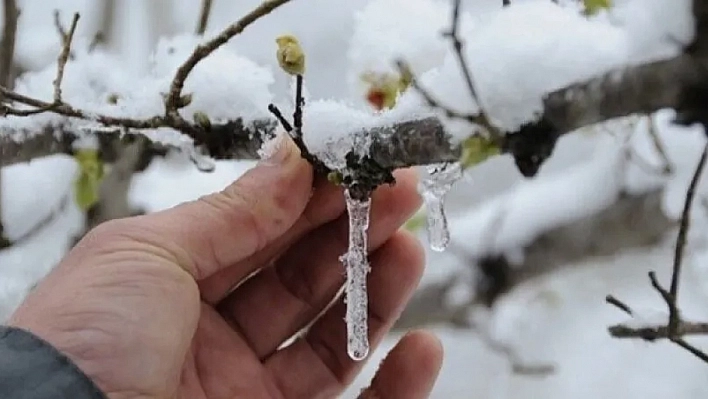 Malatya'da kar yağdı! Kayısı üreticilerinin elleri yüreklerinde….