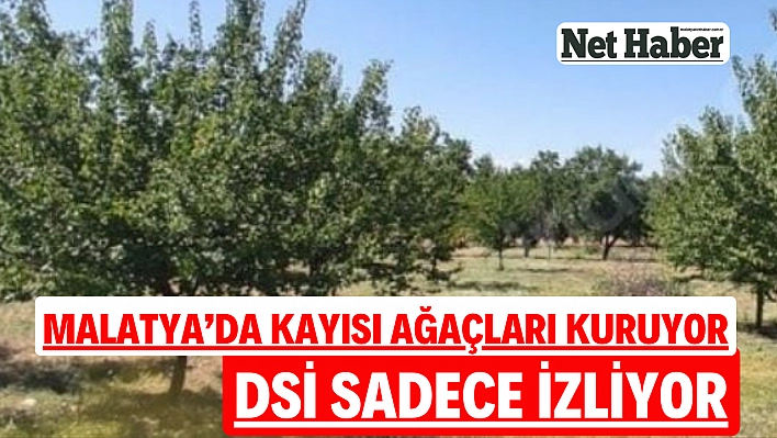 Malatya'da kayısı ağaçları kuruyor DSİ sadece izliyor