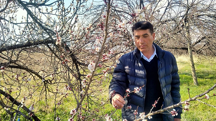 Malatya'da kayısı çiçek açtı! Üretici tedirgin!