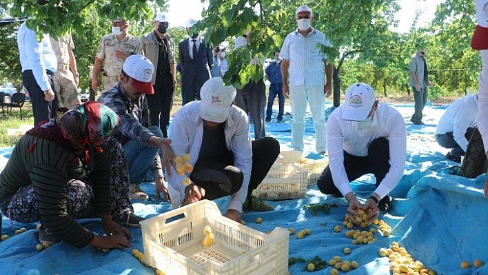 Kayısı fiyatlarından memnunuz