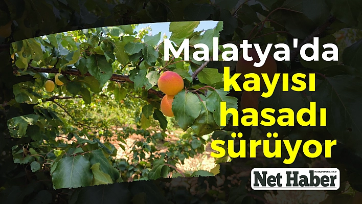 Malatya'da kayısı hasadı sürüyor