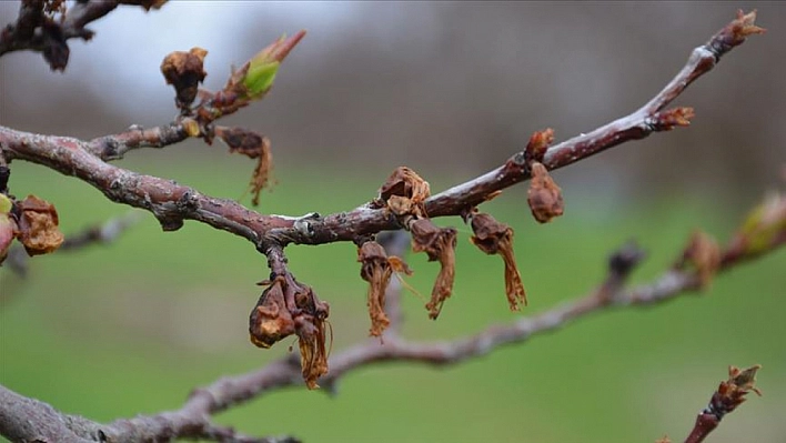 Malatya'da kayısıda ilaç kalıntısı ile mücadele toplantısı