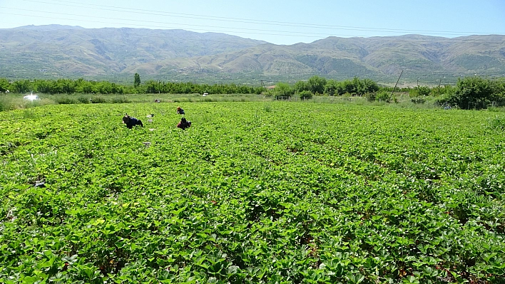 Malatya'da 'kırmızı elmas' hasadı başladı! Tarlada 50 TL!