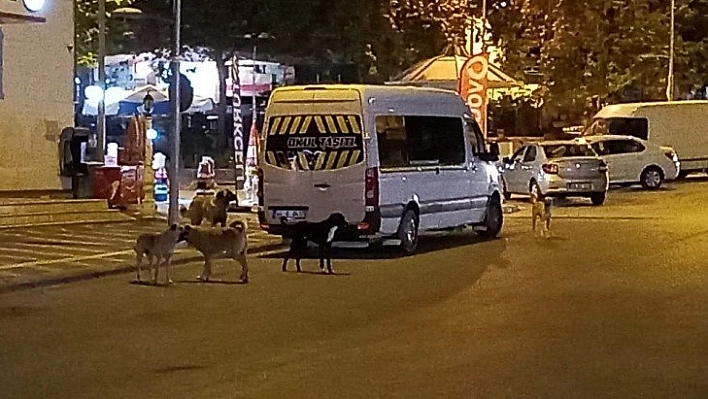 Malatya'da köpek korkusu